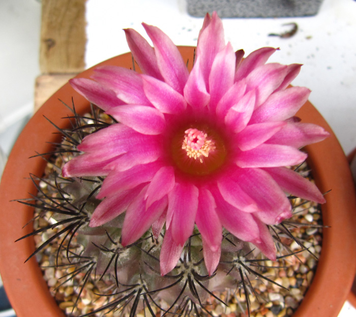 MagiCactus.com - Favorite Cacti and Caudiciforms - Eriosyce/Neoporteria