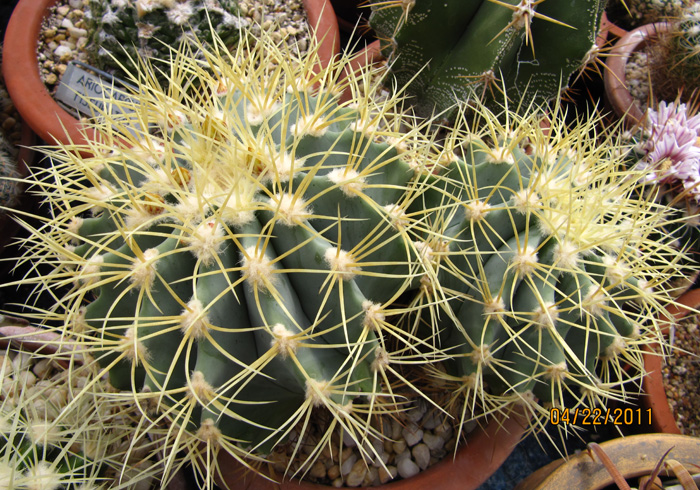 MagiCactus.com - Favorite Cacti and Caudiciforms - Ferocactus