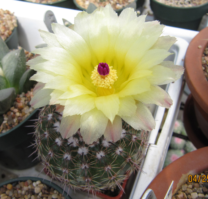 MagiCactus.com - Favorite Cacti and Caudiciforms - Notocactus
